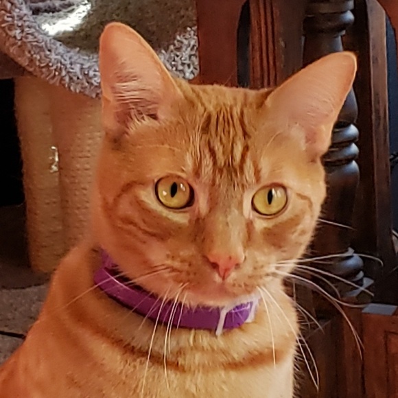 Meet your Posher, Catherine - Picture 2 of 2